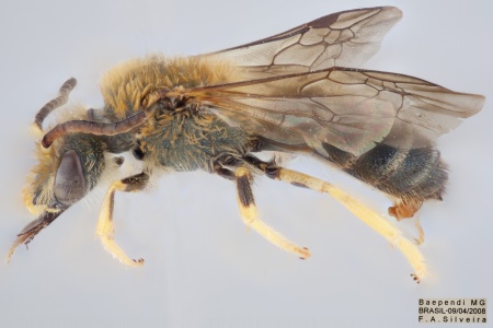 [Pseudagapostemon male (lateral/side view) thumbnail]
